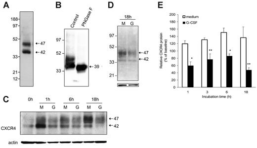 Figure 4. Effects of G-CSF on CXCR4 protein levels in murine bone marrow myeloid cells. (A) Typical representation of CXCR4 protein in cell lysates of freshly isolated Gr1+ cells purified from bone marrow cell populations detected by SDS-PAGE, transferred to nitrocellulose membranes, and immunoblotted with specific antibodies to CXCR4 (2B11 antibody). (B) Effect of the enzyme PNGase F (10 U/40 mg protein) on CXCR4 protein detected by immunoblotting (2B11 antibody). (C) Time-dependent reduction of Gr1+ cell–associated CXCR4 induced by G-CSF. Cells lysates were prepared from purified Gr1+ bone marrow cells either immediately after purification or after culture in medium alone (M) or with G-CSF (G, 100 ng/mL). Samples were immunoblotted with anti-CXCR4 antibodies (2B11), stripped, and reprobed with antibodies to beta-actin (representative experiment of 5 performed). (D) Appearance of CXCR4-related bands after 18-hour incubation of electronically sorted Gr1+ cells (> 95% purity) in medium only (M) or with G-CSF (G, 100 ng/mL). Bottom panel reflects actin-related bands upon reprobing with anti–beta actin antibodies. (E) Levels of CXCR4 protein in Gr1+ cells immediately after purification and after culture (1-18 hours) with medium only or with 100 ng/mL G-CSF measured by band intensities relative to actin. The results are expressed as percent CXCR4 measured in Gr1+ cells immediately after purification (mean ± SD of 3-6 separate experiments; 1-hour time point: mean of 6 experiments; all other time points: mean of 3 experiments). *P < .05; **P < .1 (medium vs G-CSF).