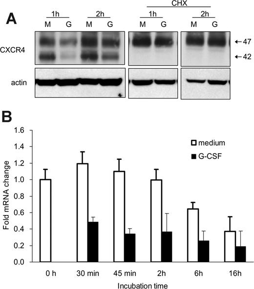 Figure 5. G-CSF down-regulates CXCR4 mRNA expression in bone marrow myeloid cells. (A) Effects of cycloheximide (CHX) on CXCR4 protein levels in Gr1+ cells detected by immunoblotting with specific antibodies to CXCR4 and actin. Purified bone marrow Gr1+ cells were cultured (1 × 106/mL) for 1 and 2 hours in medium alone (M) or with G-CSF (G, 100 ng/mL), with or without CHX (5 μg/mL). Total cell lysates were resolved by SDS-PAGE, transferred to nitrocellulose membrane, and immunoblotted (representative experiment of 3 performed). (B) Levels of CXCR4 mRNA in purified bone marrow Gr1+ cells immediately after purification and after culture with G-CSF (100 ng/mL, 30 minutes to 16 hours) measured by real-time RT-PCR analysis. The results are expressed as mean fold (± SE) mRNA change relative to mRNA levels detected before culture (results from 3 independent experiments each tested in triplicate).