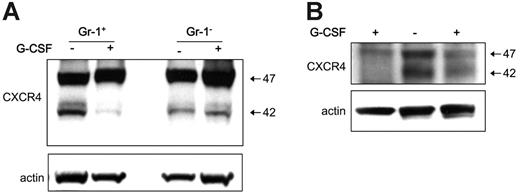 Figure 6. G-CSF–induced hematopoietic cell mobilization is associated with a reduction of CXCR4 in myeloid cells. Bone marrow Gr1+ cells were purified from the bone marrow of groups of mice (C57/BL6) either untreated or treated for 5 days with G-CSF (5 μg/mouse, daily intraperitoneally for 5 days). (A) Gr1+ cells and Gr1– cells were obtained from groups of mice treated for 5 days with G-CSF or buffer only. CXCR4 content in Gr1+ cells and Gr1– cell lysates evaluated by immunoblotting with specific CXCR4 antibodies, and reprobing with anti–beta actin antibodies. (B) Western blot analysis of CXCR4 and actin content in cell lysates from 2 groups of mice treated with G-CSF and a control group of untreated mice.
