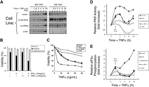 Figure 2. Reduced levels of RAX prevent IFNγ/TNFα-induced apoptosis. (A) IFNγ up-regulates PKR but not RAX in MEF cell lines. Western blots using antibodies to PKR or RAX with lysates from cells treated with 10 ng/mL IFNγ and TNFα. (B) Viability of MEF cells expressing either exogenous RAX or RAX(S18A) compared with vector control cells after treatment with 10 ng/mL IFNγ and/or 10 ng/mL TNFα for 24 hours. (C) Viability of MEFs expressing RAX, RAX(S18A), or reduced RAX that were pretreated with 20 ng/mL IFNγ for 24 hours followed by increasing concentrations of TNFα for 24 hours measured by TUNEL assay. (D) Relative PKR activity was assessed by autophosphorylation assay. Results represent the averaging of 3 separate experiments that quantify activated PKR and total PKR by autoradiography and Western blotting. Cells were treated with 10 ng/mL IFNγ for 24 hours followed by addition of 10 ng/mL TNFα for the indicated times. (E) Relative eIF2α phosphorylation determined by quantifying Western blots from 3 separate experiments using antibody to eIF2α and phosphoserine-51 eIF2α following treatment with 10 ng/mL IFNγ for 24 hours and with 10 ng/mL TNFα for the indicated times.