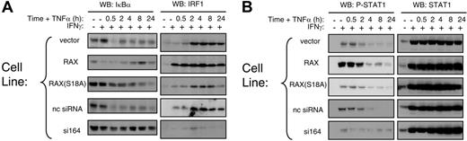 Figure 3. Regulators of transcription and survival are affected by RAX expression during IFNγ/TNFα treatment. (A) Western blotting was used to monitor IκBα degradation and IRF-1 production after cells had been treated with 10 ng/mL IFNγ followed by treatment with 10 ng/mL TNFα for the indicated times. (B) The level of STAT1 and phosphoserine 727 STAT1 were monitored after IFNγ/TNFα treatment by Western blotting.
