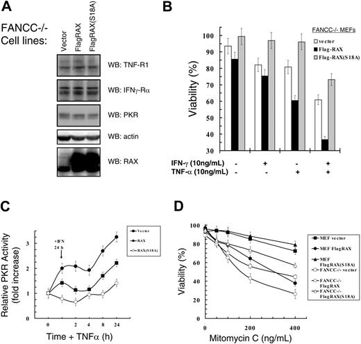 Figure 4. Hypersensitivity of Fancc–/– cells to IFNγ/TNFα or mitomycin C can be suppressed by expression of the dominant negative RAX(S18A) mutant. (A) Western blots with lysates from Fancc–/– MEF cells expressing either RAX or RAX(S18A). (B) Survival as determined using TUNEL assay after treatment with 10 ng/mL IFNγ and/or 10 ng/mL TNFα of Fancc–/– cell lines. (C) Autoradiographs and Western blots from 3 separate PKR autophosphorylation assays were quantified and used to graph the increase in active PKR relative to total PKR protein level after treatment with 10 ng/mL IFNγ for 24 hours followed by treatment with 10 ng/mL TNFα for the indicated times. (D) Survival of normal MEF and Fancc–/– MEF cell lines expressing either exogenous RAX or RAX(S18A) after 24 hours of treatment with the indicated concentrations of mitomycin C. Viability was measured using TUNEL assay.