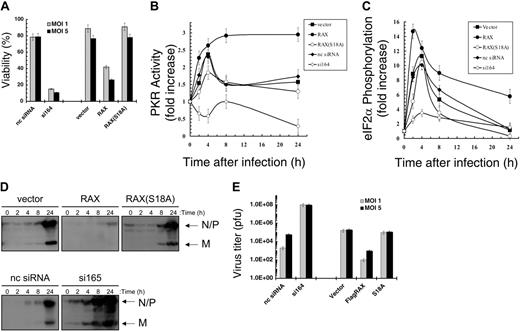 Figure 5. RAX deficiency causes failure of host antiviral defense to VSV infection. (A) Viability of MEF cell lines, as measured by trypan blue dye exclusion, 24 hours after infection with VSV at the indicated multiplicity of infection (MOI). (B) The increase in PKR autophosphorylation activity relative to total PKR level after the indicated time of infection with VSV at an MOI of 1 was determined by densitometry analysis of autoradiographs and Western blots from 3 separate experiments as described and graphed. (C) Densitometry analysis of Western blots from 3 separate experiments using antibodies specific for eIF2α and phosphoserine-51 eIF2α was used to determine and graph the fold increase in phospho-eIF2α relative to total eIF2α at the indicated times after VSV infection at an MOI of 1. (D) Western blotting with antibody R1 was used to monitor viral protein production of N, P, and M proteins at the indicated times after infection. (E) Virus titers of supernatants from infected cells 24 hours after infection were measured by plaque assay using BHK-21 cells. pfu indicates plaque-forming unit.