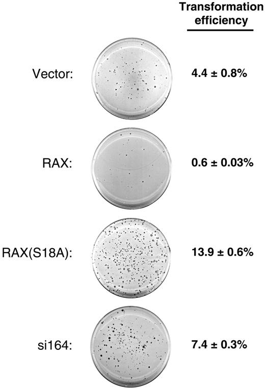 Figure 6. Reduced levels of RAX or expression of RAX(S18A) promotes anchorage-independent colony formation. MEF cells with reduced RAX or expressing exogenous RAX or RAX(S18A) were assayed for colony formation after 14 days of growth in soft agar. A representative crystal violet–stained plate for each cell line is shown. The transformation efficiency for each cell line was determined by averaging the number of colonies formed (groups of approximately 50 or more cells) from 4 separate plates divided by the total number of cells plated (1 × 104) ± SD.