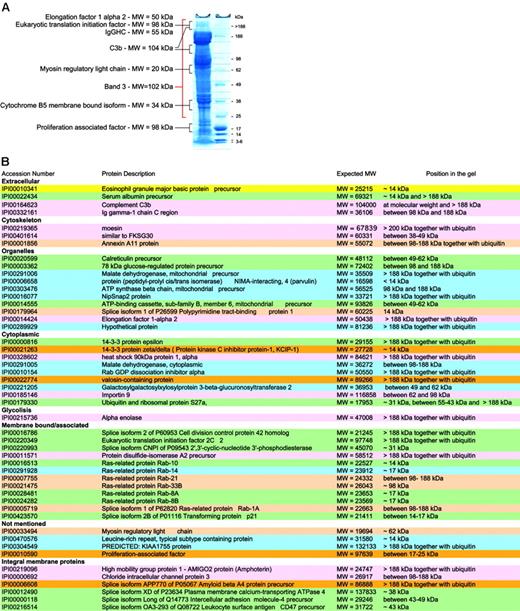 Figure 5. RBC membrane proteins with unexpected MWs. (A) Typical SDS-PAGE with the relative size markers and a few proteins that were found not only at their expected MW. (B) Summary lists all proteins that were not found at their expected MWs.