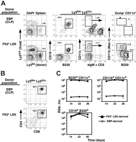 Figure 2. EBPs/CLPs fail to generate PDCs on adoptive transfer. (A) Five hundred sorted EBPs/CLPs (Lin–IL-7Rα+AA4+Sca-1lowc-kitlowFlt3/Flk2+) or LSK-Flt3+ (Lin–IL-7Rα–Sca-1+c-kithigh Flt3/Flk2+) progenitors from C57BL/6 (Ly5B6+) mice were transferred intravenously together with 105 unfractionated host-type BM cells into irradiated B6.Ly5SJL congenics. Host splenocytes were assessed for frequencies of donor-derived (Ly5B6+Ly5SJL–) B-lineage (CD19+B220+) and PDC-lineage (IgM–CD3–CD11c+B220+CD11b–) cells. Shown are analyses of recipients at day 14 after transfer. (B) Five hundred sorted cells from each population were also transferred via intrathymic injection into B6.Ly5SJL congenics, and host thymi assessed for donor-derived thymocytes 14 days later. (C) Absolute number of donor-derived splenocytes of the indicated surface phenotype at the indicated time points in mice given 500 EBPs/CLP versus LSK-Flt3+ progenitors as described. Data are the mean and SEM using 3 mice per group. Data are representative of 3 separate experiments.