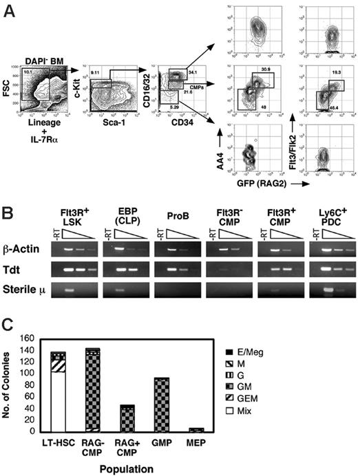 Figure 4. Lymphoid gene expression and diminished myeloid potential by a subset of CMPs. (A) BM cells from a 10-week-old NG-BAC transgenic mouse were stained with the indicated antibodies before collection of 500 000 events as described in Figure 1. (B) cDNA was prepared from the indicated populations from NG-BAC transgenics and subjected to PCR with the indicated oligonucleotides. Cell surface phenotypes used for cell sorting were HSCs, Lin–IL-7Rα–Sca-1+c-kithighFlt3/Flk2–; EBPs/CLPs, Lin–IL-7Rα+AA4+Sca-1lowc-kitlow Flt3/Flk2+RAG2/GFPhigh; pro-B, B220lowCD43+CD19+AA4+; CMPs, Lin–IL-7Rα–Sca-1–c-kithighCD16/32intCD34+Flt3/Flk2+/–RAG2/GFP+/–; PDCs, CD19–Ly6C+CD11c+B220+AA4lowRAG2/GFP+. (C) The indicated populations were cultured in methylcellulose medium and characterized as described in “Materials and methods.”