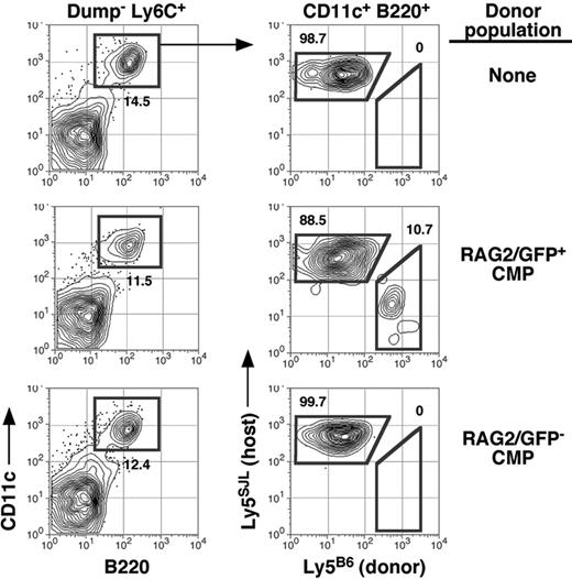 Figure 5. Generation of PDCs by RAG2/GFPlow CMPs. Five hundred GFP/RAG2+Flt3/Flk2+ or GFP/RAG2–Flt3/Flk2– CMPs from NG-BAC (Ly5B6+) mice were mixed with 2 × 105 host-type BM cells before intravenous transfer into irradiated B6.Ly5SJL congenics. Splenocytes were stained with the indicated antibodies on day 14 after transfer. Data are representative of 2 experiments, both with at least 3 mice per group.