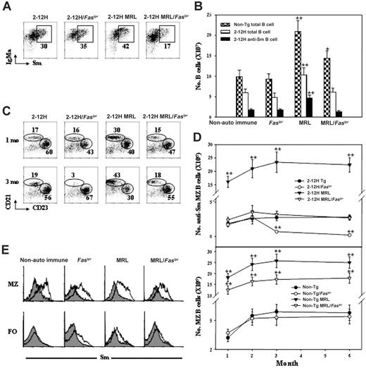 Figure 2. Anti-Sm B-cell development in spleen of 2-12H Tg, 2-12H MRL, 2-12H/Faslpr, and 2-12H MRL/Faslpr mice. (A) Anti-Sm B cells are present in the spleen of 2-12H Tg, 2-12H MRL, 2-12H/Faslpr, and 2-12H MRL/Faslpr mice. All histograms are gated on CD19+ B cells, and anti-Sm B cells are boxed. All mice are 2 to 4 months of age. (B) Numbers of splenic B cells and anti-Sm B cells are presented. Means ± SEM of 5 6-month-old mice of the indicated strain are plotted. Asterisks indicate a statistically significant difference (*P < .05 and **P < .01) from cell numbers of their nonautoimmune counterparts. Cell numbers at 3 months are not statistically different from those shown for 6 months (data not shown). (C) B-cell subset analysis of splenic anti-Sm B cells from 1-month-old and 3-month-old mice based on CD21 and CD23 expression. Anti-Sm B cells are gated as indicated in panel A. The CD21hi, CD23lo cells are MZ B cells, and the CD21int, CD23hi cells are FO B cells. The percent of total anti-Sm B cells for each subset is given. (D) Total number of anti-Sm MZ B cells from 1- to 6-month-old mice of each strain is given. Gating for anti-Sm B cells is as shown in panel A. Mean ± SE is plotted (n = 6). (E) Sm staining of MZ and FO B cells is shown. Gating on total MZ and FO B cells was based on CD21 and CD23 expression as indicated in panel B. The shaded regions are Sm staining of non-Tg B cells; the solid lines are Sm staining by B cells of their Tg counterparts.