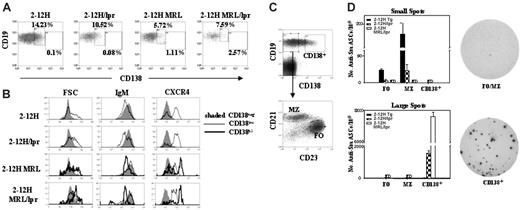 Figure 3. ELISpot analysis of anti-Sm ASCs in 2-12H, 2-12H/Faslpr, and 2-12HMRL/Faslpr mice. (A) Spleen cells were stained for expression of CD19, CD138, and Sm. The CD138 expression of CD19+, Sm+ cells is shown. Boxes indicate the CD138int and CD138hi populations. The percent of each population is provided. Data are representative of 3 or more mice of each strain. The percentages of CD138int B cells are as follows: 17% ± 2.4% for 2-12H, 14% ± 3.1% for 2-12H/Faslpr, 7.0% ± 1.1% for 2-12H MRL, and 7.7% ± 0.50% for 2-12H MRL/Faslpr. The percentages of CD138hi B cells are as follows: 0.13% ± 0.07% for 2-12H, 0.09% ± 0.01% for 2-12H/Faslpr, 1.4% ± 0.46% for 2-12H MRL, and 1.9% ± 0.66% for 2-12H MRL/Faslpr. (B) Size, IgM expression, and CXCR4 expression are shown for anti-Sm CD138int and CD138hi B cells from mice of the indicated strains. The gates are illustrated in panel A. Data are representative of 3 or more mice. (C) Spleen cells were stained for CD19, CD138, CD21, and CD23. The gating scheme used to sort the FO, MZ, and CD138+ cells is indicated using 2-12H spleen cells. The top histogram shows the identification of CD19+, CD138+ cells sorted for ELISpot analysis. The CD19+ CD138– cells were further fractionated by CD21 and CD23 expression to identify FO and MZ B cells as shown. (D) The number of small and large anti-Sm ELISpots was determined for each of the indicated cell populations. The definition of large and small ELISpots is given in “Materials and methods.” The average size of small ELISpots characteristic of MZ and FO B cells is 2 × 10–3 ± 4 × 10–4 mm2, and the average size of the large ELISpots characteristic of CD138+ pre-PCs is 1.7 × 10–2 ± 4 × 10–4 mm2. Examples of the small FO/MZ-like spots and large CD138+ pre-PC ELISpots are shown. The number of FO anti-Sm ELISpots per 105 cells in 2-12H and 2-12H/Faslpr mice is 23.3 ± 2.36 and 3.51 ± 2.48, respectively (P < .001). The number of MZ anti-Sm ELISpots per 105 cells in 2-12H and 2-12H/Faslpr mice is 183 ± 19.2 and 22.5 ± 10.9, respectively (P = .002). The number of CD138+ pre-PC anti-Sm ELISpots per 105 cells from 2-12H, 2-12H/Faslpr, and 2-12H MRL/Faslpr mice is 26.0 ± 5.6, 1540 ± 135, and 7600 ± 265, respectively (P < .01 for all comparisons). ND indicates none detected.