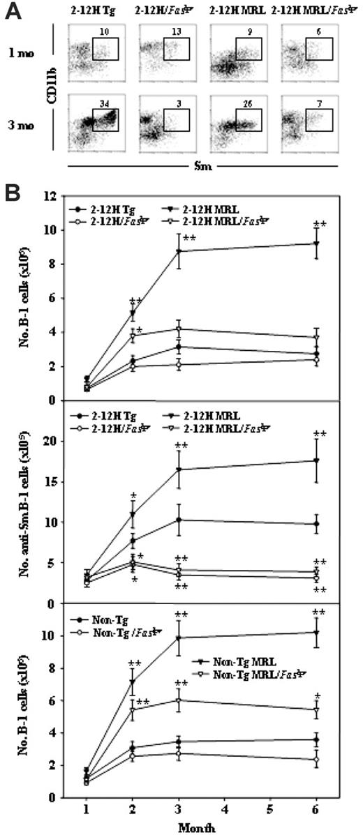 Figure 4. Peritoneal anti-Sm B-1 cells in 2-12H Tg, 2-12H MRL, 2-12H/Faslpr, and 2-12H MRL/Faslpr mice. (A) Phenotypic analysis of peritoneal B cells from 2-12H Tg, 2-12H MRL, 2-12H/Faslpr, and 2-12H MRL/Faslpr mice. Peritoneal cells from 1-month-old and 3-month-old mice were stained with CD19, IgM, CD11b, and Sm. Anti-Sm B-1 cells are boxed. All histograms are gated on CD19+ B cells. (B) Analysis of total B-1–cell numbers ± SEM (top and bottom graphs) and anti-Sm B-cell numbers ± SEM (middle) for mice between 1 and 6 months of age is shown.