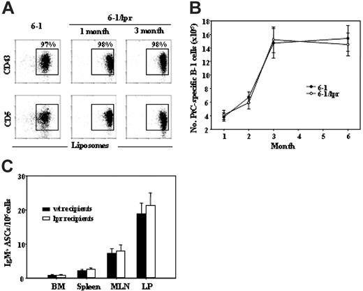 Figure 6. The effect of Faslpr on PtC-specific B cells. (A) Comparison of 6-1 and 6-1/Faslpr peritoneal B cells for liposome binding and CD43 and CD5 expression. Histograms are gated on CD19+ B cells. PtC-specific B-1 cells (CD43+ and CD5+) are boxed, and the percent of total CD19+ B cells is indicated. (B) The number, ± SEM, of PtC-specific B-1 cells present in the peritoneal cavity of 6-1 and 6-1/Faslpr between 1 and 6 months is graphed. PtC-specific B-1 cells were gated as shown in panel A. (C) Number, ± SEM, of IgMa ASCs in wt and Faslpr recipient mice 2 weeks after transfer of 6-1 peritoneal cells.