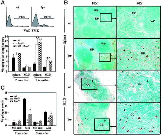 Figure 7. Apoptotic cells in wt and Faslpr mice. (A) Flow cytometry analysis for the presence of apoptotic cells in the spleens and MLNs of wt and Faslpr mice by FITC-VAD-FMK staining is shown. Representative histograms for wt and Faslpr spleen cells are shown (top). Each histogram is gated on lymphocytes and the percent VAD-FMK+ is provided. The graph below shows the average ± SEM of percent apoptotic lymphocytes in the spleen and MLN of mice at 2 months and 3 months of age (n = 3). **A significant difference with wt (P < .01). (B) TUNEL-positive cell distributions in spleen and MLN of both wt and Faslpr mice. Both low (× 10) and high (× 40) magnifications are shown. Boxes indicate the areas of higher magnification. WP indicates white pulp; RP, red pulp; GC, germinal center; and F, follicle. (C) Macrophages from wt, Faslpr, MRL/Faslpr, and Merkd mice were incubated with apoptotic thymocytes for 60 minutes, and the percent of phagocytized thymocytes was determined by fluorescent microscopy. Controls are the percentage of live thymocytes (nonapoptotic) phagocytized. The graph is representative of 4 experiments and shows the average ± SEM of 3 mice per strain at both 2 months and 3 months of age. *P < .05, compared with wt.