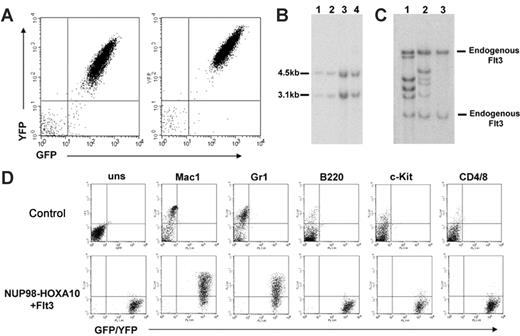 Figure 2. Mice given transplants of bm cotransduced with NUP98-HOXA10 and Flt3 succumb to AML. (A) Analysis of GFP (NUP98-HOXA10) and YFP (Flt3) expression in leukemic bm cells (2 representative profiles shown). (B) Southern blot analysis of genomic DNA harvested from the bm of leukemic mice. DNA digested with the LTR-specific NheI restriction endonuclease was probed with a GFP-specific probe confirming the integrity of the NUP98-HOXA10-GFP (4.5 kb) and Flt3-YFP (3.1 kb) proviruses. Lanes 1 and 2 show NUP98-HOXA10 + Flt3 transplant 4, bm, and spleen, respectively. Lanes 3 and 4 show NUP98-HOXA10 + Flt3 transplant 1, bm, and spleen, respectively. (C) Southern blot analysis of genomic DNA harvested from the spleen of leukemic mice. DNA was digested with a restriction endonuclease (HindIII) and probed with an Flt3-specific probe. Lane 1 shows NUP98-HOXA10 + Flt3 transplant 3; lane 2, NUP98-HOXA10 + Flt3 transplant 4; and lane 3, C57-negative control. (D) Immunophenotyping of bm cells. Top panel shows flow cytometric profiles on bm from a B6C3 control mouse; bottom panel shows bm from a representative NUP98-HOXA10 + Flt3 leukemic mouse. Expression of GFP/YFP is shown on the x-axis and the presence of the cell-surface antigens is shown on the y-axis. uns indicates unstained.