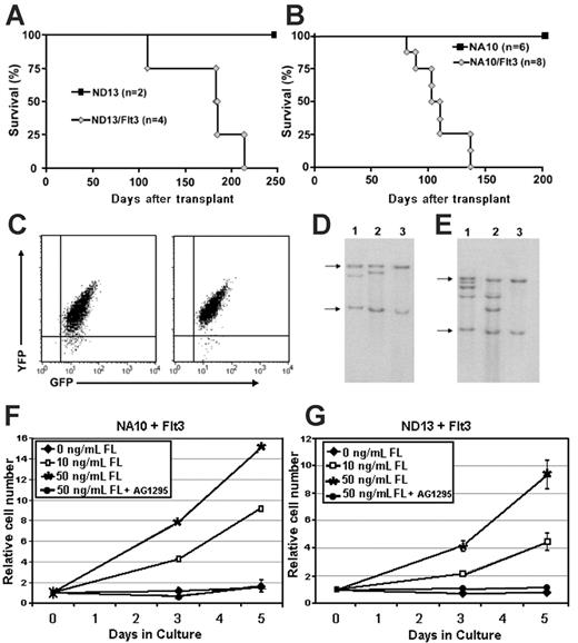 Figure 5. Transplantable, preleukemic NUP98-HOX cells can be converted into leukemic cells by wt-Flt3. (A) Survival curve of mice given transplants of ND13 or ND13/Flt3 cells. (B) Survival curve of mice given transplants of NA10 or NA10/Flt3 cells. (C) FACS analysis of GFP (ND13/NA10) and YFP (Flt3) expression in leukemic bm cells (2 representative profiles shown). (D) Southern blot analysis of genomic DNA harvested from the bm of ND13/Flt3 leukemic mice and probed with an Flt3-specific probe. Lanes 1 and 2 show ND13/Flt3 transplants 1 and 2, respectively; Lane 3, C57-negative control mouse. Arrows denote endogenous Flt3. (E) Southern blot analysis of genomic DNA harvested from bm of NA10/Flt3 leukemic mice and probed with an Flt3-specific probe. Lanes 1 and 2 show NA10/Flt3 transplants 1 and 2, respectively; Lane 3, C57-negative control mouse. (F-G) In vitro dose-response growth curves where bm cells harvested from diseased NA10/Flt3 or ND13/Flt3 mice were grown in 10% FBS and 0, 10, or 50 ng/mL FL in the presence or absence of Flt3 inhibitor AG1295 for a period of 5 days. The error bars represent the standard deviation from 3 independent experiments.