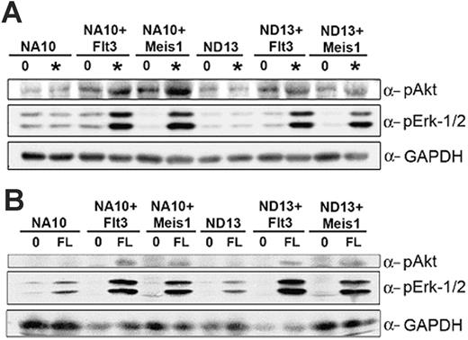 Figure 6. NUP98-HOX/Meis1 and NUP98-HOX/Flt3 bm cells show similar signal transduction properties. The indicated bm cells were starved for 16 hours in 0.5% FBS medium and then stimulated with starve media (labeled 0) or with nonsaturating concentrations (labeled *) of hIL-6, mIL-3, mSCF, and FL (A) or with FL alone (B) for 5 minutes at 37°C. Total-cell lysates were separated by SDS-PAGE, transferred to PVDF, and probed with antibodies for p-Akt ser 473, p-Erk1/2, or GAPDH as a loading control.