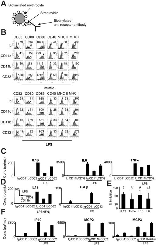 Figure 1. CR3 and CR4 ligation interferes with DC maturation. (A) Schematic representation of ApoS consisting of biotinylated human erythrocytes conjugated via streptavidin to biotinylated antibody targeting a chosen apoptotic cell receptor. (B) DCs were incubated with CD11b-, CD11c-, CD32-, or Ig-ApoS for 2 hours, after which noninternalized ApoS were lysed and MCM-mimic (left) or LPS (right) was added to the cultures. After 40 hours, DCs were analyzed for expression of MHC I, MHC II, CD80, CD86, CD40, and CD83 molecules. Mean fluorescence intensity and increase over immature DCs (gray histograms) is shown for each sample. Culture supernatants of DCs stimulated with LPS with or without IFNγ (1000 IU/mL) for 40 hours were tested in an ELISA assay for the indicated cytokines (C, D) and chemokines (F). Representative experiments of at least 3 are shown (B-D, F). In panel E, the average percent of inhibition of cytokine production by CR3-ligated compared with control DCs (Ig) was calculated (number of averaged experiments is shown above each bar; SD is represented with the error bar). In these experiments the DCs were stimulated with LPS and IFNγ (for detection of IL12) or LPS (the rest of the cytokines).