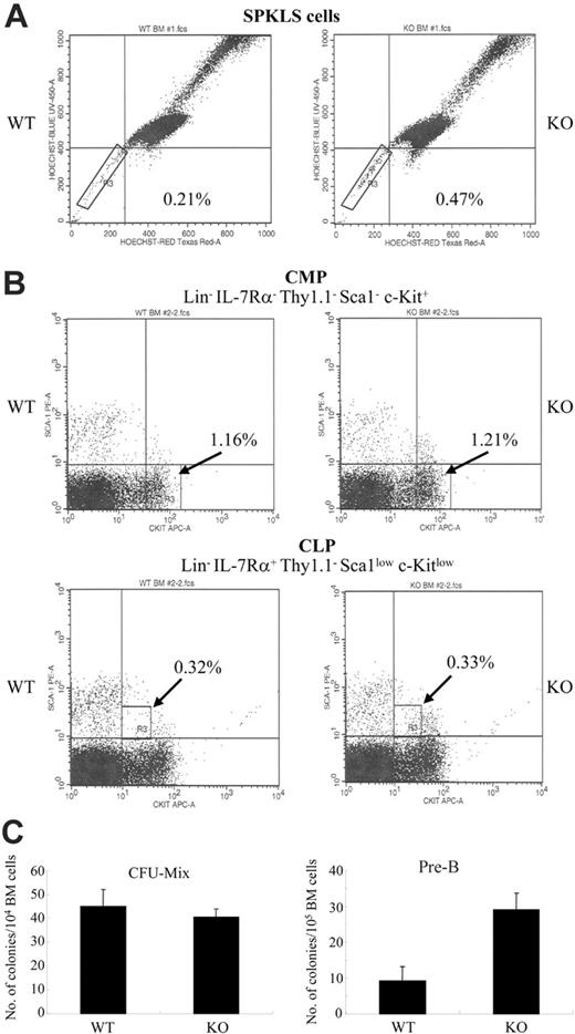 Figure 1. Deficiency in the Matk/CHK gene alters early hematopoietic stem cell populations and leads to the hyperproliferation of pre-B cells in the presence of IL-7. (A) Frequency of SPKLS cells in the Matk/CHK–/– mice. BM cells from Matk/CHK+/+ (WT) and Matk/CHK–/– (KO) mice were stained as described.15 Lineage-positive cells were depleted using magnetic columns and a cocktail of biotinylated lineage-specific antibodies. The BM cells were stained with Hoechst 33342 followed by antibody staining (anti–Sca-1 and anti–c-Kit). The boxed regions define the SPKLS cells. The results shown are representative of 3 independent experiments. The lack of Matk/CHK protein in the homozygous mice was confirmed by Western blot analysis of adult brain samples (not shown), which normally express high levels of Matk/CHK. (B) Frequency of CMP and CLP in the Matk/CHK–/– mice. BM cells from the Matk/CHK+/+ (WT) and Matk/CHK–/– (KO) mice were stained as described.11 Lineage-positive cells were depleted using magnetic columns and a cocktail of biotinylated lineage-specific antibodies. CMP was defined by the Lin– IL-7Rα–Thy-1–Sca1–c-Kit+ phenotype. CLP was defined by the Lin– IL-7Rα+ Thy-1– Sca1low c-Kitlow phenotype. The results shown are representative of 2 independent experiments. (C) Matk/CHK–/– mice produce a higher number of pre-B colonies, but not of the CFU-Mix. Total BM cells from Matk/CHK+/+ (WT) and Matk/CHK–/– (KO) mice were placed in methylcellulose cultures with a cocktail of cytokines either for the CFU-Mix or pre–B cell colony formation. The cells were plated in triplicate cultures. After 10 to 12 days of culture, pre–B cell colonies were counted. CFU-Mix colonies were counted after 10 to 14 days of culture. Analysis of colony formation was conducted using an inverted microscope. A colony was defined as consisting of at least 200 cells for the CFU-Mix and 50 cells for the pre-B colony. There were no significant differences between genotypes in the CFU-Mix assay (mean 27.4 versus 29.8, WT versus Matk/CHK–/– cells, based on 4 independent experiments). The number of pre-B colonies from the Matk/CHK-deficient BM cells was approximately 4-fold higher than that from the WT BM cells (mean 7.5 versus 29.7, WT versus Matk/CHK–/–, based on 3 independent experiments).