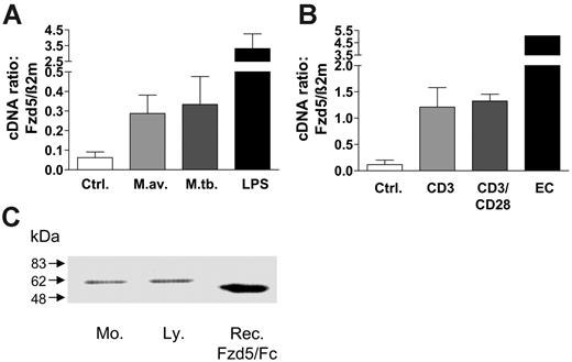 Figure 4. Expression of FZD5 in human monocyte-derived macrophages and lymphocytes. (A) Human macrophages were incubated in the absence or presence of M avium or M tuberculosis (MOI 3) or LPS (10 ng/mL) for 4 hours. Total RNA was isolated, reverse transcribed, and quantitative RT-PCR for detection of FZD5 mRNA expression was performed in duplicates. One representative experiment of 3 is shown. Ctrl indicates unstimulated macrophages. (B) Human lymphocytes were incubated for 4 hours in the absence or presence of anti-CD3 or anti-CD3/CD28 antibodies. Total RNA was isolated and used for quantitative RT-PCR as described. Ctrl indicates unstimulated lymphocytes; EC, cDNA from unstimulated human umbilical high venule endothelial cells (endothelial cells have been shown to express FZD555,67; serving as positive control). (C) Protein detection of FZD5 in lysates of human immune cells. 1 × 106 monocytes (Mo) resp. lymphocytes (Ly) were lysed, separated by sodium dodecyl sulfate–polyacrylamide gel electrophoresis, and the proteins transferred to a nitrocellulose membrane by Western blot.66 Recombinant human FZD5/Fc chimeric protein (50 ng) served as control (rec. FZD5). After incubation with an anti-FZD5 antibody20 blots were incubated with a peroxidase-conjugated goat-antirabbit secondary antibody, and visualization was performed by enhanced chemiluminescence.