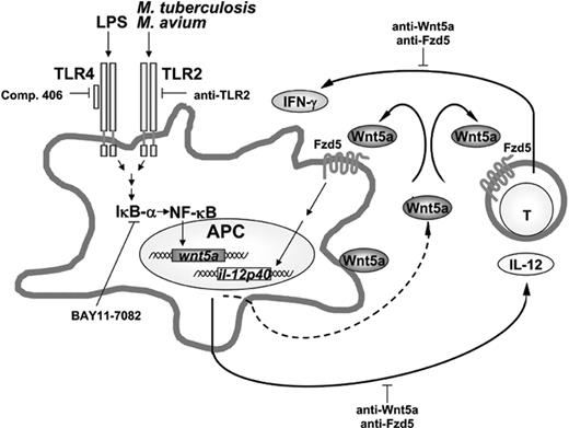 Figure 7. Model: WNT5A and FZD5 as modulators of the interplay between antigen-presenting cells and T lymphocytes. Toll-like receptor–induced, NF-κB–mediated activation of human antigen-presenting cells (APCs) leads to transcription of WNT5A, which, released or cell surface bound, is able to interact with FZD receptors (eg, FZD5). WNT5A and FZD5 regulate the microbial-induced IL-12 response in an autocrine manner and thereby prime specifically activated T lymphocytes for IFN-γ release. In addition, since lymphocytes also express FZD5, a paracrine effect of WNT5A on these cells directly regulating the IFN-γ response is possible. Reagents used to develop this model are indicated by and in the affected pathways.