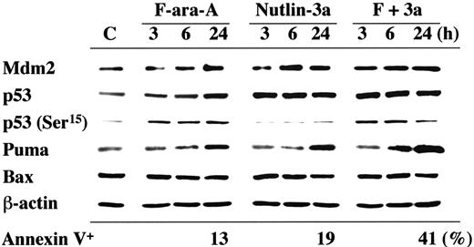 Figure 3. Induction of p53-related proteins by F-ara-A and Nutlin-3a in a CLL sample with wild-type p53. The sample contained more than 95% CD5+CD19+ cells with normal Atm levels. Cells were treated with 5 μM F-ara-A (F) and 5 μM Nutlin-3a (3a) either as individual agents or in combination, for the indicated times. F-ara-A induced p53 phosphorylation on Ser15, followed by p53 accumulation and Puma induction. Nutlin-3a induced immediate accumulation of p53 that is mostly free of phosphorylation on Ser15, followed by Mdm2 and Puma induction. The degree of Puma induction was further enhanced in cells treated with F-ara-A and Nutlin-3a. β-Actin is used to confirm equal loading of proteins. Lysate from cells before treatment served as control (C).