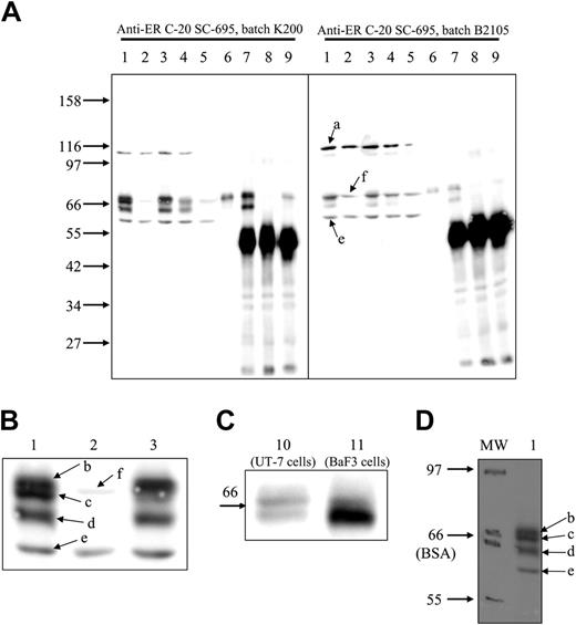 Figure 1. Western blot detection of EpoR with C-20 anti-EpoR antibodies. Whole-cell extracts were prepared from unstimulated UT-7 cells (lane 1), Mo7E cells (lane 2), UT-7 cells stimulated for 10 minutes (lanes 3 and 10) or for 90 minutes (lane 4) with Epo, UT-7 cells incubated for 6 hours with cycloheximide (lane 5), and EpoR-transfected BaF3 cells stimulated for 10 minutes with Epo (lane 11). UT-7 cells stimulated for 10 minutes with Epo or biotinylated Epo (lane 6) were solubilized as previously described,4 and cell extracts were precipitated with streptavidin (lane 6), a laboratory-made anti-GST–EpoR antibody (lane 7), anti-GST antibodies (lane 8), and anti-Epo antibodies (lane 9). Portions corresponding to 250 × 103 cells (whole-cell extracts) or to 106 cells (precipitations) were separated on 8.5% (A-B,D) or 10% polyacrylamide gels (C) and transferred to nitrocellulose and analyzed by WB using Santa Cruz Biotechnology C-20 antibodies (catalog no. SC-695) batch K200 (A left, B-D) or batch B2105 (A right). Images were recorded on a LAS 3000 FujiFilm camera. (A-C) Chemiluminescence detection of the proteins recognized by C-20 antibody. Panel B is an enlarged view of panel A, lanes 1-3. (D) Molecular weight markers from Biolabs (Saint-Quentin en Yvelines, France) (catalog no. P7702S) were stained with Ponceau Red after transfer on nitrocellulose and pencil labeled (MW). The upper and lower limits of the BSA band are indicated. After processing for WB analysis, 2 images of the nitrocellulose sheet were successively recorded to detect chemiluminescence and pencil labels, respectively. The images were overlaid and analyzed using MultiGauge software (Fujifilm), giving the molecular masses indicated in the text (molecular mass of the EpoR mature band, 67.6 to 70.4 kDa; molecular mass of the EpoR maturing band, 64 kDa).