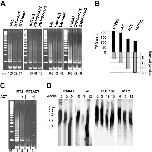 Figure 1. Telomerase inhibition induces telomere attrition in HTLV-I–infected cells. (A) Telomerase activity (expressed as telomeric product generated, TPG), measured by TRAP assay in HTLV-I cell lines in absence of or presence of telomerase inhibitors AZT (50 μM) and ddG (10 μM) for 72 hours. (B) Correlation between telomerase activity (TPG) and survival of AZT-treated HTLV-I cell lines (in weeks). (C) Inhibition of telomerase activity by AZT in the HTLV-I–transformed MT-2 cell line untreated or treated with AZT for 18 weeks. (D) Southern blot analysis of telomere shortening following AZT treatment.