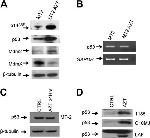 Figure 3. Continuing inhibition of telomerase by AZT in HTLV-I–infected cells induces posttranscriptional stabilization of p53. (A) Western blot analysis for expression of p53 pathway regulators in untreated MT-2 and AZT-treated (18 weeks) MT-2 cells. Equal amounts (50 μg) of each extract were used and confirmed by β-tubulin. (B) Analysis of p53 mRNA expression by RT-PCR in MT-2 and after culture with AZT for 18 weeks. GAPDH was used as internal control for amplification. (C) Western blot analysis of p53 after 24 hours of AZT treatment. Equal amounts (50 μg) of each extract were used and confirmed by β-tubulin. (D) Increased expression of p53 detected by Western blot in several HTLV-I–infected cell lines (1185, C10MJ, LAF) treated for 4 weeks with AZT.