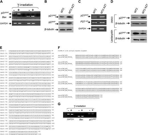 Figure 4. AZT-mediated reactivation of p53 functions and stabilization of CDKI p21WAF and p27KIP. (A) Expression of p21waf and Bax mRNA before and after ionizing radiation in AZT-treated MT-2 cells (18 weeks). GAPDH was used as internal control for amplification. (B) Western blot analysis for expression of p21WAF and p27KIP in untreated MT-2 or after culture with AZT for 18 weeks. Equal amounts (50 μg) of each extract were used and confirmed by β-tubulin. (C) Analysis of p21WAF and p27KIP mRNA expression by RT-PCR in MT-2 and after culture with AZT for 18 weeks. GAPDH was used as internal control for amplification. (D) Western blot analysis for expression of p27KIP in untreated MT-2 or after culture with AZT for 18 weeks, in absence or presence of proteosome inhibitor lactacystin. Equal amounts of each extract (50 μg) were used and confirmed by β-tubulin. (E) MT-2–derived p53 cDNA nucleotide sequence. (F) p53 amino acid sequence from MT-2 cells compared with wild-type p53. (G) RT-PCR for p53 responsive genes before and after gamma irradiation of MT2 cells.