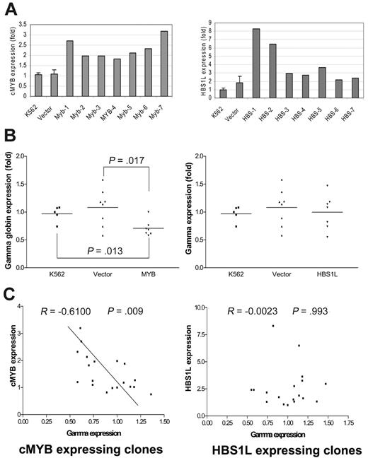 Figure 4. Characterization of cMYB- or HBS1L-expressing clones isolated from K562 cells. (A) K562 refers to the background gene expression; vector refers to the gene expression of clones transfected with vector alone with the error bars referring to the SD. MYB and HBS1L refer to MYB and HBS1L transfectants, respectively. Myb-1 to Myb-7 and HBS-1 to HBS-7 refer to different clones transfected with cMYB or HBS1L cDNA, respectively, with their levels of gene expression indicated. (B) γ-Globin expression of cMYB or HBS1L transfectants. (C) Correlations of γ-globin gene expression with either cMYB or HBS1L expression. The data points include all values from K562, vector-alone, and cMYB or HBS1L transfectants.