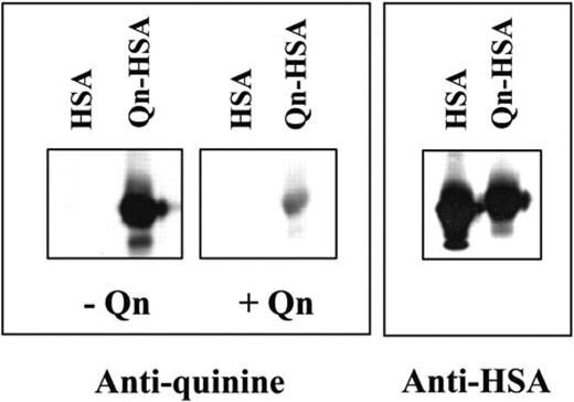Figure 2. Characterization of quinine-conjugated HSA. (Left) A quinine-specific sheep antibody reacts with Qn-HSA but not unmodified HSA in an immunoblot and is inhibited by soluble quinine 0.4 mM. (Right) Reactions of HSA and Qn-HSA with the HSA-specific monoclonal HSA-11.