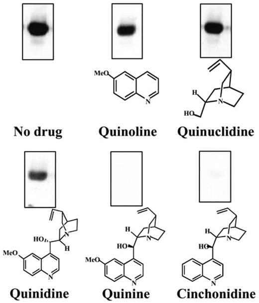 Figure 5. Inhibition of drug-specific antibody binding to Qn-HSA by quinine analogues. Reactions of serum from patient 6 with Qn-HSA were inhibited by quinine and cinchonidine (desmethoxy-quinine) but not by quinidine, quinoline, or quinuclidine.