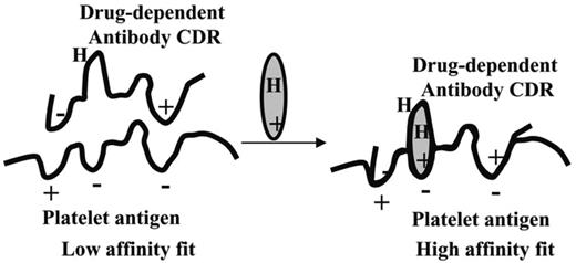 Figure 7. A proposed model for DDAb binding to an epitope on a platelet glycoprotein. (Left) Antibodies capable of causing drug-dependent thrombocytopenia react weakly with an epitope on a glycoprotein. The Ka for this interaction is too small to allow significant numbers of antibody molecules to bind in the absence of drug. (Right) Drug contains structural elements that are complementary to charged or hydrophobic domains (H) on the GP epitope and the complementarity-determining region (CDR) of the antibody. Drug interacts with the target protein and antibody to improve the “fit” between the 2 proteins, increasing the Ka to a value that permits binding to occur at levels of antibody, antigen, and drug achieved in the circulation after ingestion of the drug.