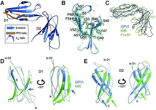 Figure 1. Structure of the GPVI CBD. (A) Ribbon diagram of GPVI. The N-terminal domain is labeled D1, and the C-terminal domain is D2. The predicted N-glycosylation site at N72 is shown by a gold ball. (B) Simulated annealing electron density omit map showing the C′E region of the CBD that differs from related immune receptors, with a ball-and-stick model of the deleted region superimposed. (C) Superposition of GPVI (blue), p58 KIR40 (green), and FcαRI41 (yellow). The orientation is similar to that shown in panel A. (D) Superposition of D1 of GPVI (blue) and p58 KIR40 (green) shown in 2 orientations, highlighting the unusual C′E region in GPVI (blue arrows). (E) Superposition of D2 of GPVI (blue) and p58 KIR40 (green) in 2 orientations, highlighting the lack of an A′ strand and the extended CC′ hairpin in GPVI (note blue/green arrows).