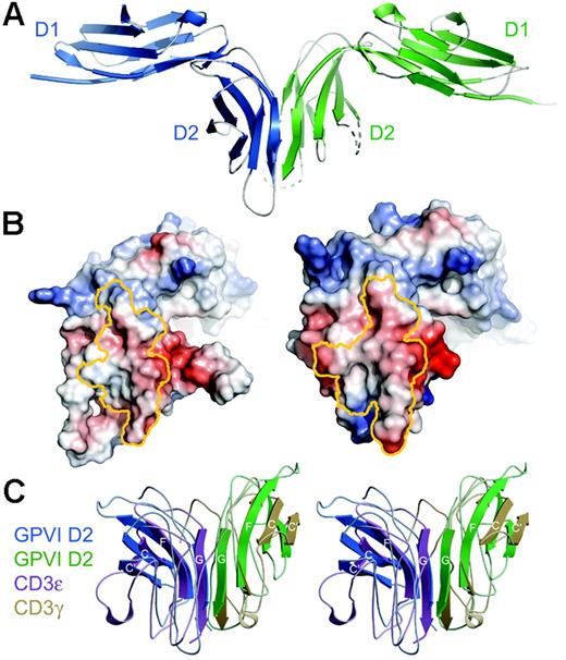 Figure 2. Dimeric conformation of GPVI in the crystal. (A) Structure of the GPVI dimer in the asymmetric unit. (B) Electrostatic potential of GPVI mapped onto the surface of each GPVI protomer, shown in an “open-book” view. Residues contributing to the dimer interface on each protomer have been outlined in yellow. The potential map has been contoured from –100 to +100 kT. (C) Stereoview of a superposition of the dimers formed by GPVI D2 (blue/green) and the CD3ϵγ heterodimer42 (purple/yellow). For clarity, only those β-strands in the continuous β-sheet are shown as ribbons; all others are shown as coils.