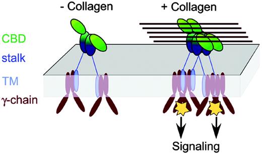 Figure 5. Implications for GPVI signaling. A model is shown for signaling by receptor clustering, in which clustering triggers a signaling cascade via the FcR γ-chain coreceptor. This would resemble TCR signaling via the related ζ-chain coreceptor, which occurs by clustering of at least 2 TCR complexes in an orientation-independent manner, with the proximity of the TCR complexes correlating to the strength of the signal.54 An individual GPVI dimer would not necessarily allow the γ-chains to approach closely enough to trigger signaling, due to the long GPVI stalk region. However, multiple GPVI molecules bound to a collagen fiber would juxtapose several γ-chains in a small volume, triggering activation. Although GPVI in the model is illustrated as a dimer, the proposed mechanism of GPVI clustering by fibrous collagen would also apply if GPVI were monomeric at the platelet surface.
