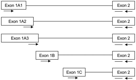 Figure 1. Schematic overview of the different 5′ glucocorticoid receptor transcripts derived from the use of 3 different promoters. The GR promoter transcripts 1A, 1B, and 1C are alternatively spliced to exon 2. The locations of the forward primer (→), the reverse primer (←), and the probe (—) are indicated.