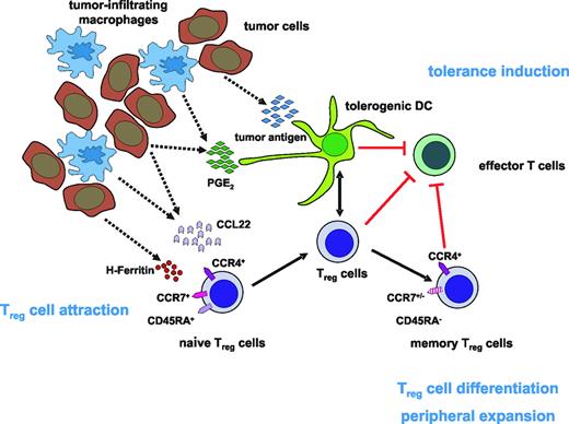 Figure 1. Model of the accumulation of Treg cells in human tumors. One of the possible scenarios for how Treg-cell attraction to the tumor site and expansion of Treg cells occurs may be the release of CCL22 as well as H-ferritin by tumor cells and tumor-infiltrating macrophages leading to the accumulation of CCR4+ naive Treg cells in the tumor microenvironment. Interaction with PGE2-induced tolerogenic DCs then gives rise to the differentiation and peripheral expansion of naive Treg cells into memory Treg cells. Together with tolerogenic DCs, these Treg cells than inhibit the generation of effector T cells, resulting in the induction of tolerance against the tumor.