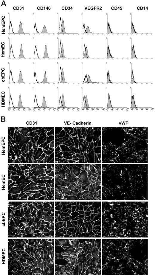 Figure 1. EC marker expression and characterization. (A) Cytometric analysis of ECs and hematopoietic markers in cultured HemEPCs, HemECs, cbEPCs, and HDMECs. Solid gray histograms represent cells stained with fluorescence-conjugated antibodies. Black lines show cells stained with fluorescence-conjugated isotype control antibodies. (B) Indirect immunofluorescent staining of cells, grown in monolayers, with CD31, VE-cadherin, and VWF antibodies showing positive staining for EC markers (all cells were passage 8). Images were taken with a Nikon Eclipse TE300 (Nikon, Melville, NY) using Spot Advanced 3.5.9 software (Diagnostic Instruments, Sterling Heights, MI) and a 20×/0.45 objective lens.