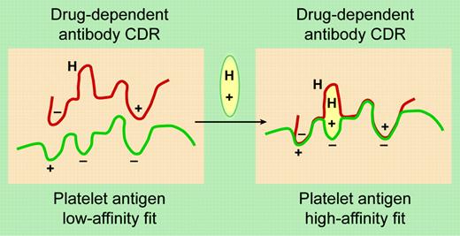 A proposed model for DDAb binding to an epitope on a platelet GP. The drug (oval symbol) has elements that bind to the charged and hydrophobic (H) domains on the glycoprotein epitope and the antibody's complementarity-determining region (CDR). See the original figure in the article beginning on page 922; adapted from the original by Frank Forney.