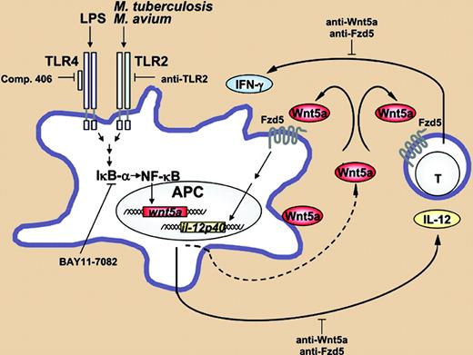 Model: Wnt5a and Fzd5 as modulators of the interplay between antigen-presenting cells and T lymphocytes. See the complete figure in the article beginning on page 965.