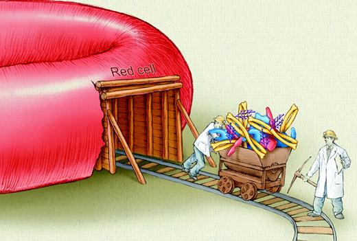 In-depth mining of the red cell membrane and cytoplasm proteomes provides a comprehensive protein parts list for future studies of membrane biology, pathogenic conditions, and parasite infection. Illustration by Kenneth Probst.
