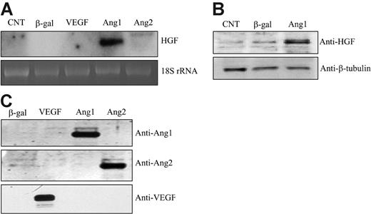 Figure 1. Ang1 induced HGF expression in HUVECs. (A) Total RNAs were extracted from corresponding adenoviral vector–infected HUVECs for 48 hours. HGF mRNA was analyzed by Northern blot. 18S rRNA, visualized with ethidium bromide and UV, was used as a loading control. Images are representative of 3 separate experiments. (B) Cells were lysed from corresponding adenoviral vector–infected HUVECs for 48 hours. Cell lysates were analyzed by Western blotting and probed with an anti-HGF antibody. (C) Cell-conditioned media were collected, concentrated, and analyzed for protein expression by Western blotting. Filters were immunoblotted with anti-Ang1–, anti-Ang2–, and anti-VEGF–specific antibodies, respectively.