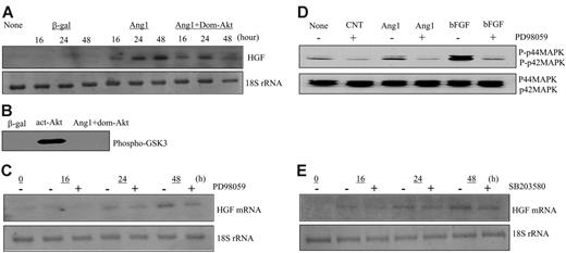 Figure 2. Ang1 induced HGF production independently of Akt, MAPK, and p38 MAPK activation. (A) Total RNAs were extracted from corresponding adenoviral vector–infected HUVECs at 16, 24, and 48 hours, respectively. HGF mRNA was analyzed by Northern blot. 18S rRNA, visualized with ethidium bromide and UV, was used as a loading control. Images are representative of 3 separate experiments. (B) Inactivation of dominant-negative Akt was confirmed by Akt kinase assay using cells treated in the same manner as in panel A. (C) HUVECs were treated with PD98059 at 20 μM for 30 minutes before adenoviral-Ang1* infection for 16, 24, and 48 hours, respectively. Northern blot analysis was performed using total RNAs. Images are representative of 3 separate experiments. (D) Effectiveness of PD98059 was tested in the cells treated as in panel C. As a positive control, FGF was used. Extracted protein was analyzed by Western blot. (E) HUVECs were treated with SB203580 at 10 μM for 30 minutes before adenoviral-Ang1* infection for 16, 24, and 48 hours, and Northern blot was performed.