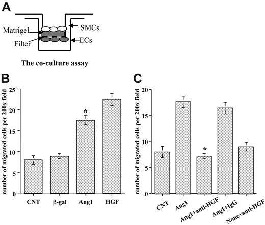 Figure 3. Stimulation of endothelial cells with Ang1 induced SMC migration through HGF up-regulation. (A) Coculture assay using Transwell was developed to evaluate SMC migration. Both sides of the filters were coated with Matrigel. ECs were seeded underneath the filter, and SMCs were seeded in the upper chamber. (B) HUVECs were infected with various viral vectors expressing genes of interest for 48 hours, and SMCs were labeled with RFP. Then the coculture assay was set up as shown in panel A. Migrated SMCs on the other side of the filter were counted through a microscope in randomly selected high-power fields. (C) Effects of neutralization of HGF function in EC-SMC recruitment were evaluated with the coculture assay. Neutralizing HGF antibody or control IgG was added 1 hour before HASMCs were added to the wells. Experiments were performed at least 3 times in more than 2 wells for each treatment. Five fields were counted for each filter in each experiment. *P < .01 compared with control.