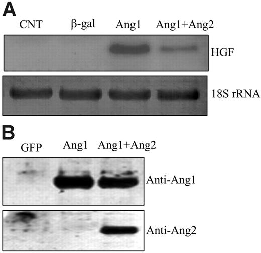 Figure 4. Ang2 inhibited Ang1-induced HGF expression in endothelial cells. (A) HUVECs were infected with different viral vectors expressing genes of interest for 48 hours. Total RNAs were extracted from the cells. HGF mRNA was analyzed by Northern blotting and was probed with HGF cDNA. 18S rRNA, visualized with ethidium bromide and UV, was used as a loading control. (B) Cell-conditioned media were collected, concentrated, and analyzed for protein expression by Western blotting. Filters were immunoblotted with anti-Ang1– and anti-Ang2–specific antibodies, respectively. Representative images are shown. Experiments were performed at least 3 times.