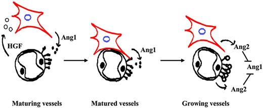 Figure 7. Working model based on results with HUVECs and HASMCs. Pericytes/SMCs expressed Ang1, which up-regulated HGF expression in surrounding endothelial cells and resulted in pericyte/SMC recruitment toward endothelial cells. Ang2 antagonized Ang1-induced HGF expression and inhibited Ang1-induced SMC recruitment.