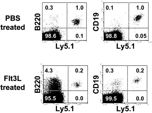 Figure 3. No effect of Flt3L treatment on EPLM injected in vivo. Shown are cytogram displays of BM from one of 3 PBS (top panels) or Flt3L-treated (bottom panels) Ly5.2.C57Bl/6.Rag2–/– mice injected 5 days previously with 104 EPLM from C57Bl/6.Ly5.1 mice stained for Ly5.2 (horizontal scale) and either B220 (left panels) or CD19 (right panels). Figures in each panel represent the percent positive cells.