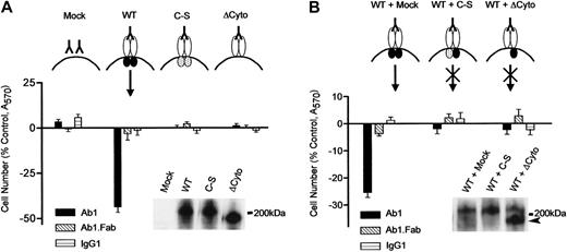 Figure 2. Expression of catalytically active CD148 confers Ab1-sensitive growth inhibition on CHO cells and the Ab1 activity is abrogated by coexpression of inactive CD148 mutants. (A) CHO cells were transiently transfected with CD148 expression plasmids (mock, WT, and C-S and ΔCyto forms) as indicated. The cells were replated at 16 hours and incubated from 30 hours after transfection in growth medium supplemented with either Ab1, Ab1.Fab, or control IgG1 (67 nM). Bars represent mean A570 determination values (± SEM) of 12 independent samplings for each group at 3 days (72 hours) after transfection, expressed as percent of control (the cells grown without agents). The protein levels of transfected genes were evaluated by Ab1 immunoblot on 5.0 μg lysate protein (insert). (B) CHO cells were cotransfected with 2.5 μg WT plasmid in combination with 2.5 μg plasmid expressing C-S (WT + C-S) or ΔCy (WT +ΔCy) form of CD148. The cells were treated with Ab1, Ab1.Fab, or control IgG1 (67 nM), and cell proliferation and CD148 protein levels were examined as described in panel A. The arrowhead (in insert) indicates the ΔCy mutant.