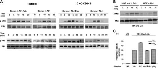 Figure 3. Bivalent Ab1 suppresses phosphorylation of ERK1/2 and Met kinases with an increase in CD148-associated PTP activity. (A) HRMECs and the CHO cell line (CHO-CD148), which is stably expressing CD148, were serum starved for 24 hours and 72 hours, respectively; pretreated with 67 nM Ab1 (bivalent) or Ab1.Fab (monovalent); and stimulated with medium supplemented with 2.5% FBS in the presence of Ab1 or Ab1.Fab (67 nM). The cell lysates were subjected to immunoblots using phospho-peptide–specific ERK1/2 (p-ERK) and Akt (p-Akt) antibodies. Blots were stripped and reprobed for total ERK1/2 (ERK) and Akt (Akt). (B) Serum-starved subconfluent HRMECs were pretreated with Ab1 or Ab1.Fab (67 nM), and then stimulated with 10 ng/mL HGF in the presence of Ab1 or Ab1.Fab (67 nM). Met kinase (HGF receptor) was immunoprecipitated from the cleared lysates and its phosphorylation level was examined by immunoblots using a phospho-peptide–specific Met antibody (p-Met) as described in “Materials and methods.” Blots were stripped and reprobed for total Met (Met). (C) HRMECs were plated on 100-mm dishes, serum starved, and incubated with either Ab1 or Ab1.Fab or control IgG1 (67 nM) for 15 minutes. The cells were lysed in buffer and CD148 was immunoprecipitated using affinity-purified CD148 rabbit antibody or control rabbit IgG. The washed immunocomplexes were assayed for PTP activity with or without 1 mM sodium orthovanadate (VO4) as described in “Materials and methods.” The data are presented as means ± SEM of quadruplicate determinations.